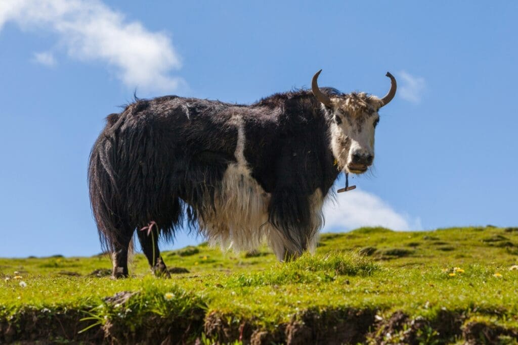 Image: black and white cow on green grass field under blue sky