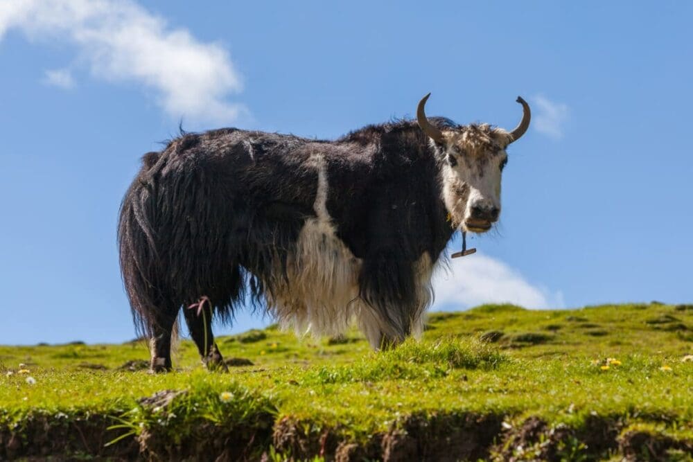 Image: black and white cow on green grass field under blue sky