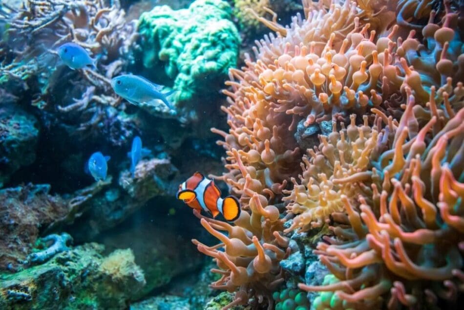 Image: corals, clownfish