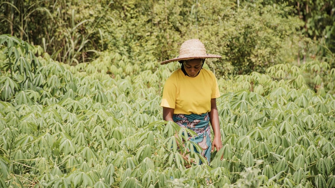 Most climate-vulnerable countries with highest hunger rates significantly under-represented in agrifood research