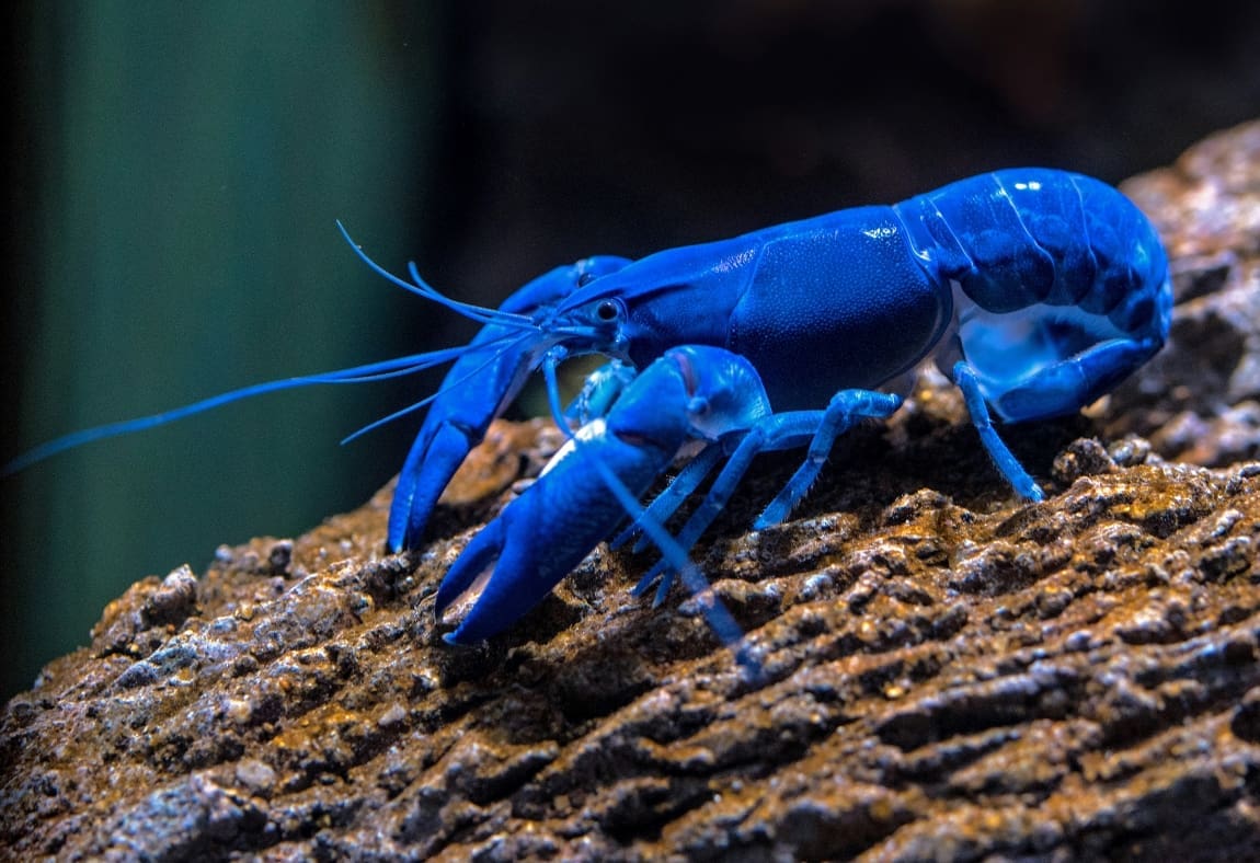 Australian bushfire ash is deadly for aquatic life