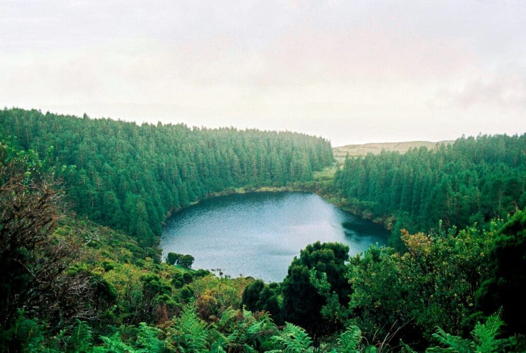 Image: a lake surrounded by trees in the middle of a forest