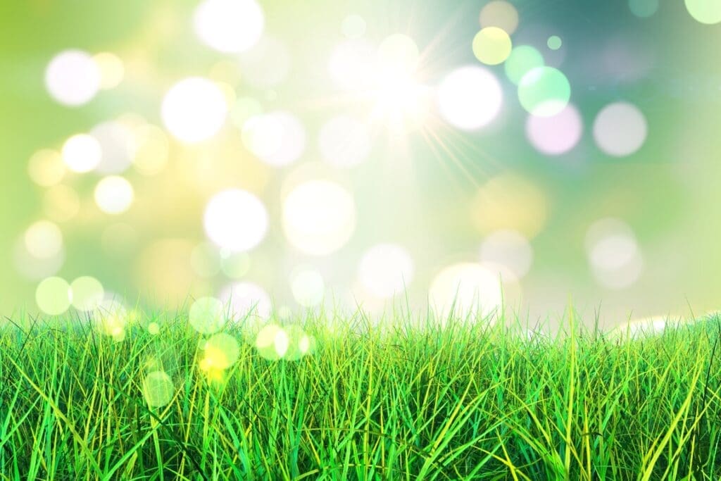 Exploring the Win-Win Potential of Grass-Powered Energy grass with blurred lights res