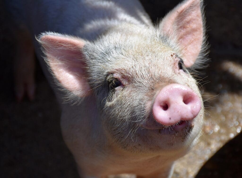 Hairy pig with pink snout (s sow mortality)