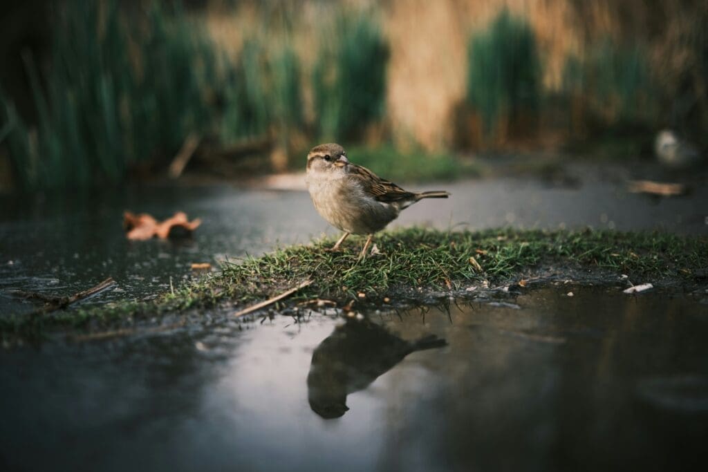 Image: small bird standing on a patch of grass