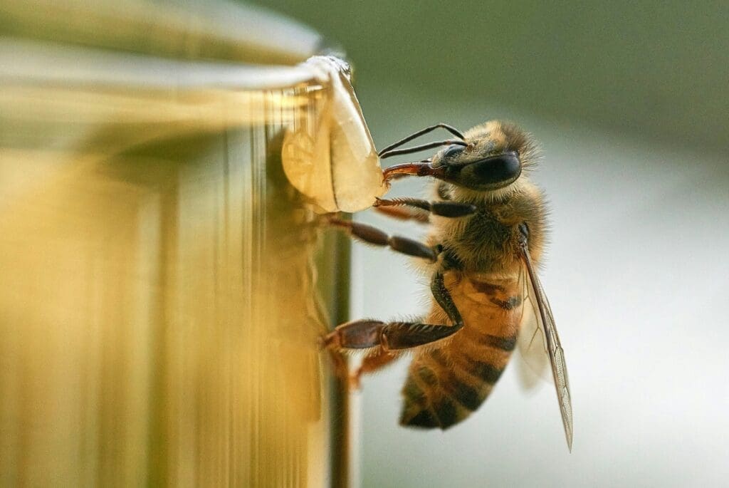 Image: a bee on brown wooden surface