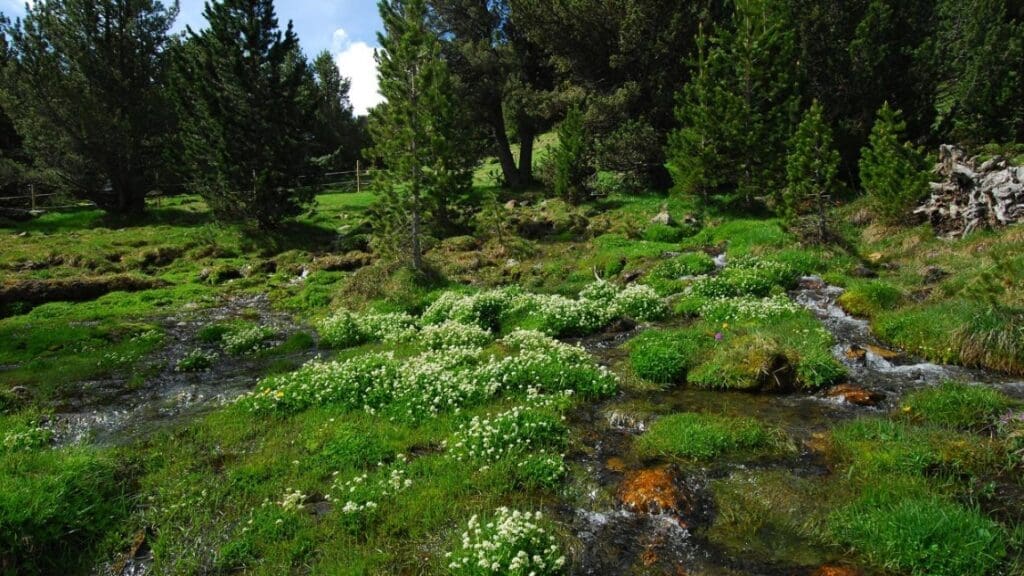 How plant cold specialists can adapt to the environment loeffelkraeuter pyr copyright MKoch res