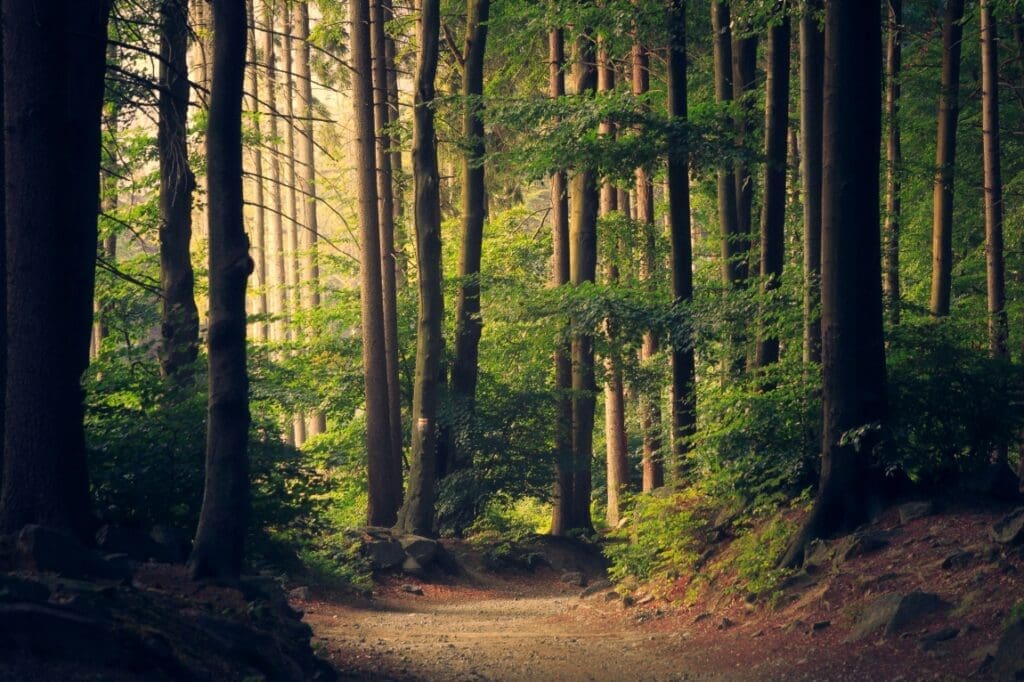 Image: forest trees
