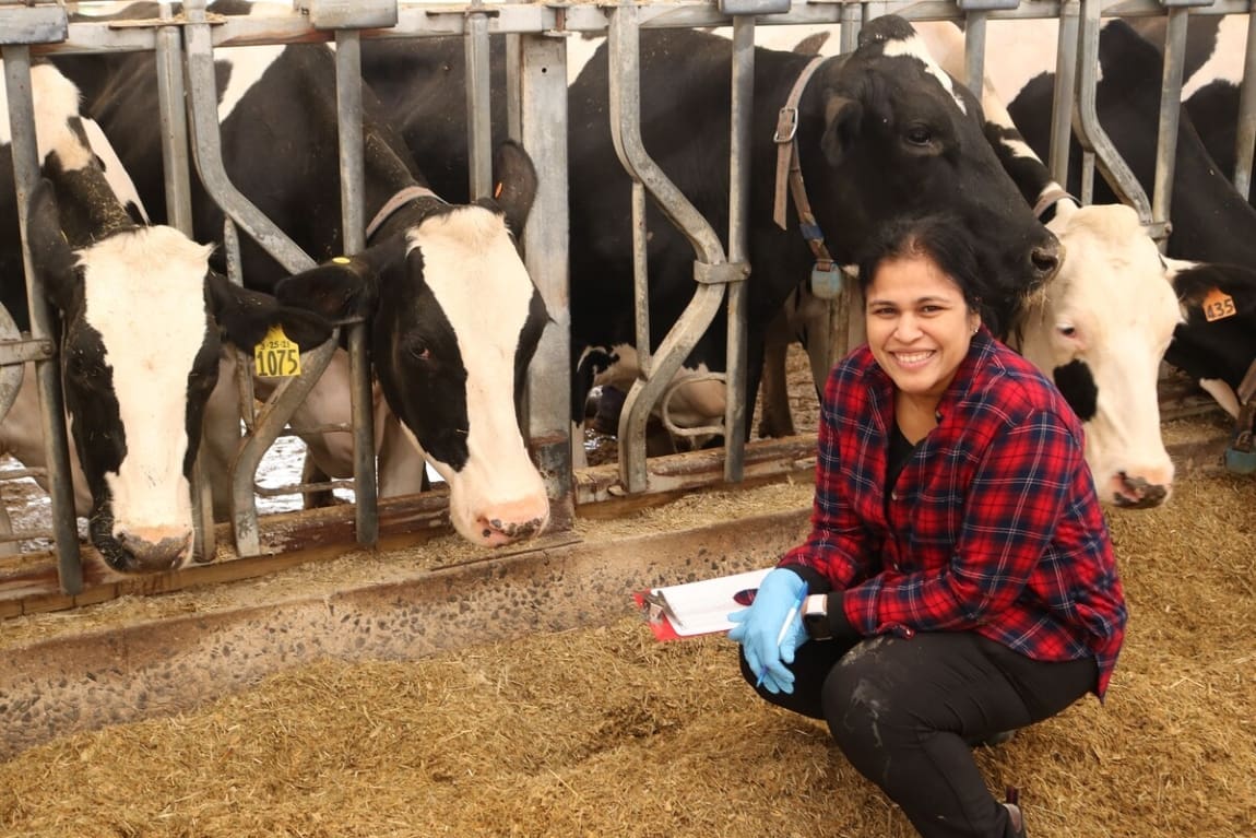 Understanding how a red seaweed reduces methane emissions from cows