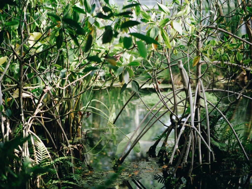 Scientists release new research on planted mangroves’ ability to store carbon Image