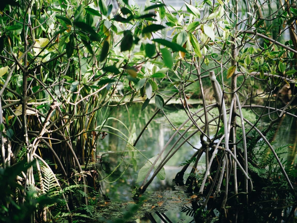 Scientists release new research on planted mangroves’ ability to store carbon