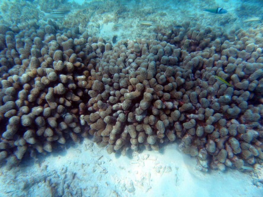 Image: Coral reef