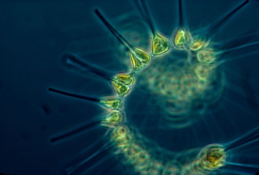 Climate change may cause lake phytoplankton to become predatory, putting more CO2 into the atmosphere