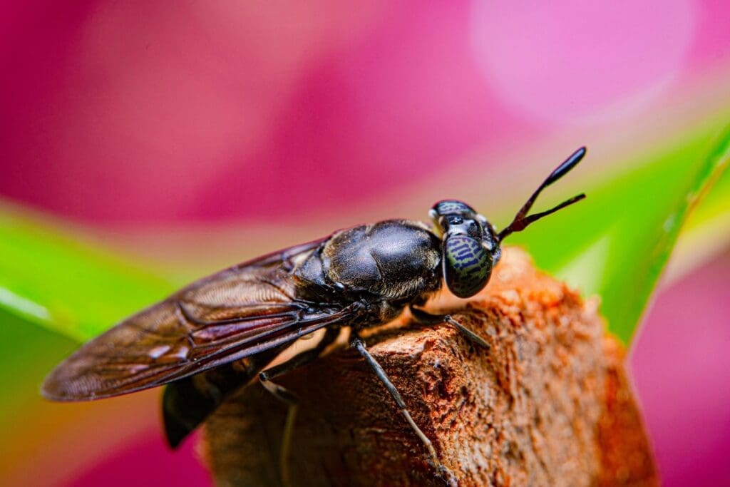 Danish insect farm sets sights on feeding Europe's livestock Image: A fly/insect on a flower