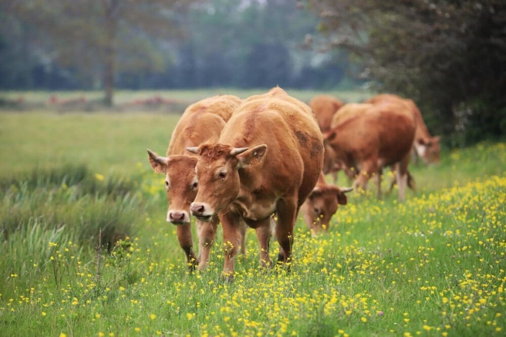 Image: Brown Cows on a Grassy Field (s global warming, methane emissions)