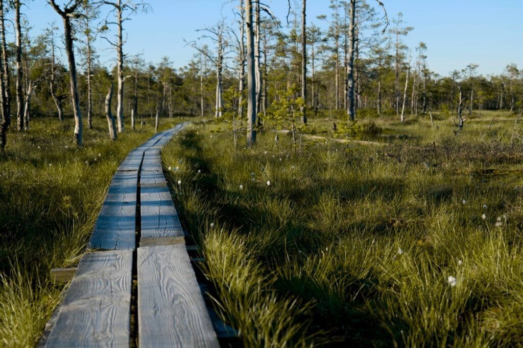 Image: A Boardwalk in a Forest (s. peatland microorganisms)
