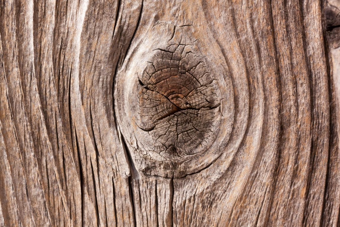 Trees reveal climate surprise: bark removes methane from the atmosphere