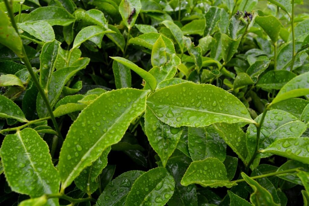 Cranfield and LIPTON Teas and Infusions begin advanced climate change mitigation and resilience field trials rashid New8EgKnSds unsplash res