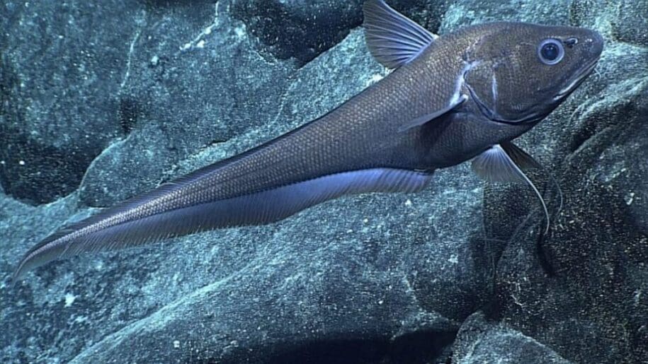 Image: rat tail fish