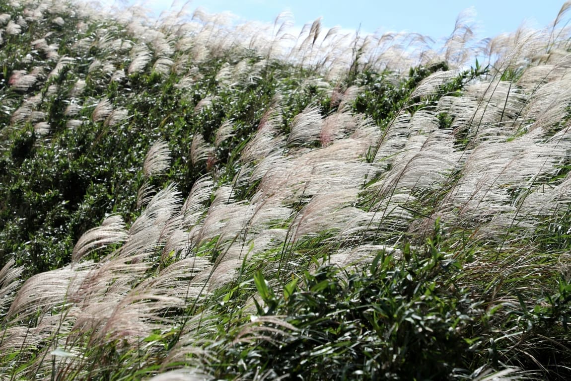 A field of tall grass with lots of white flowers