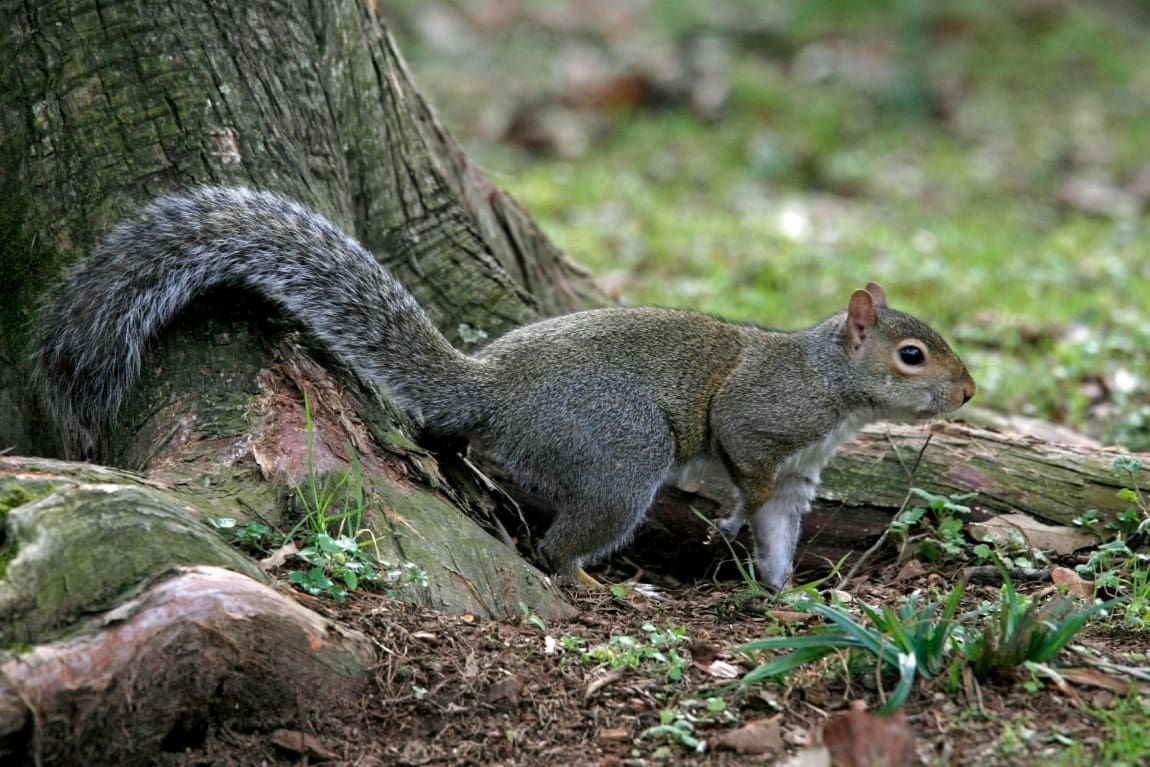 Climate is most important factor in where mammals choose to live, study finds