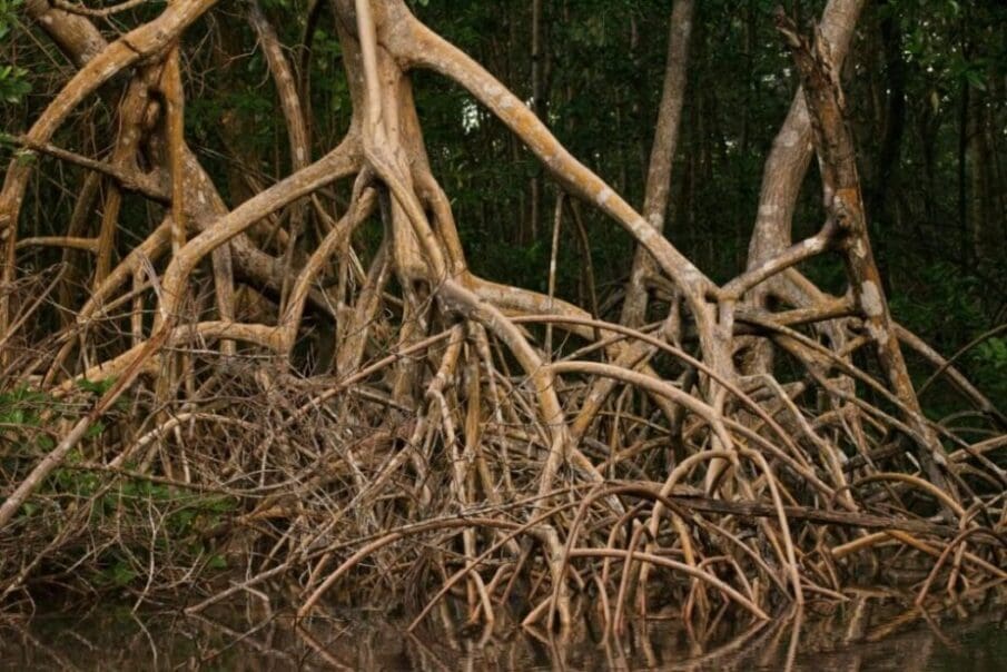 Image: Mangrove Roots