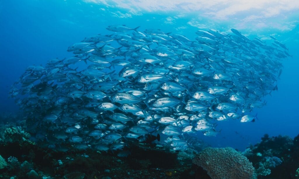 Study projects major changes in North Atlantic and Arctic marine ecosystems due to climate change shoal fish underwater res