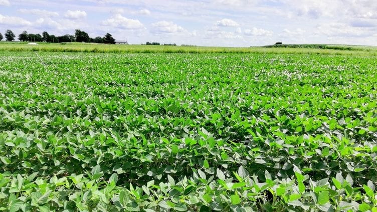 Image: Soybean crop (s. climate, ozone layer, emissions)