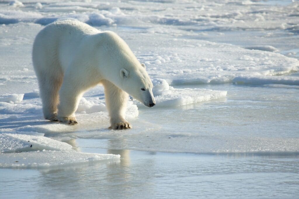 Wildlife tracking technology that adheres to fur delivers promising results from trials on wild polar bears Image: Polar bear