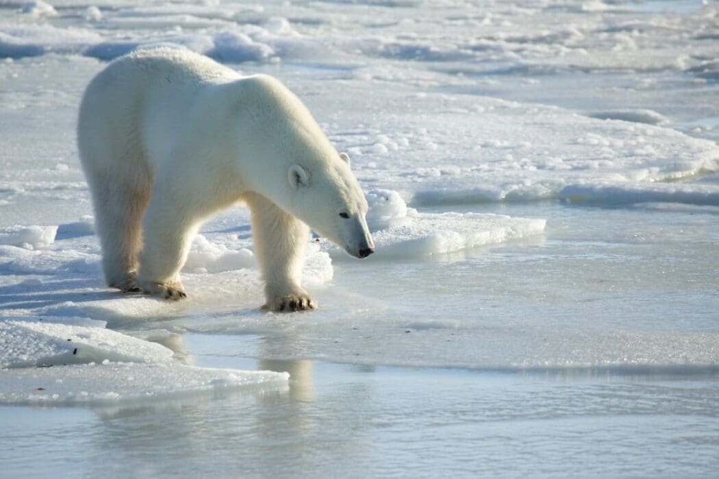 Wildlife tracking technology that adheres to fur delivers promising results from trials on wild polar bears