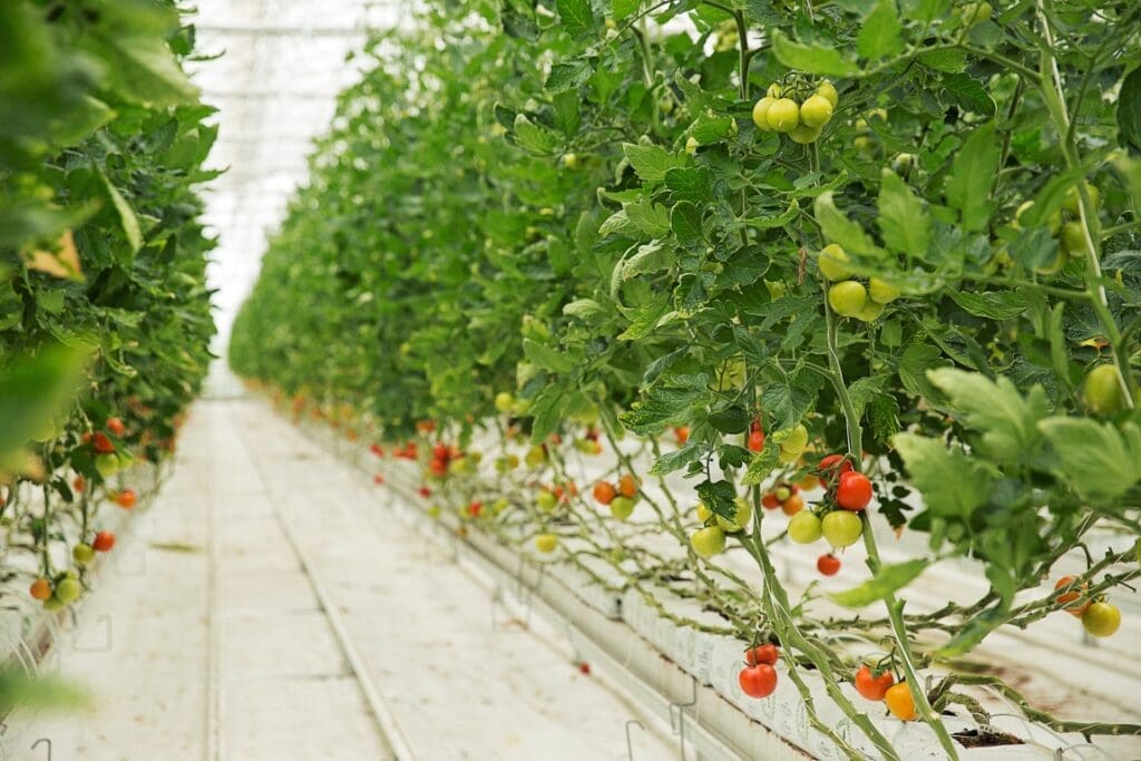 Greener greenhouses promise more energy-efficient growing power tomato plants growing inside greenhouse with white narrow roads res
