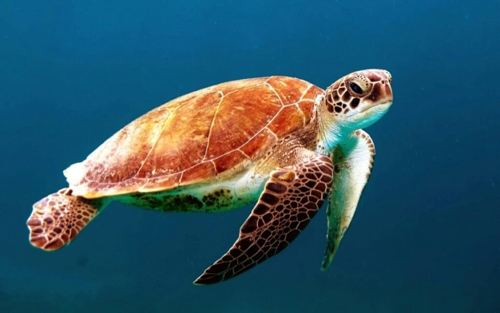 Image: brown turtle swimming underwater