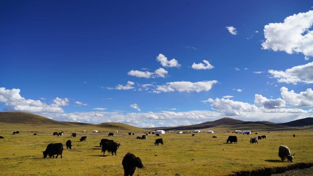 Image: Yaks and tents on an Autumn pasture on the Qinghai-Tibetan Plateau in western China (s. ecosystem restoration)