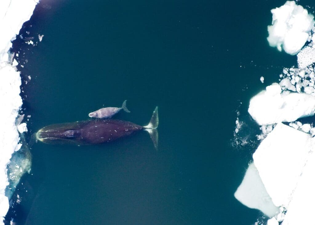 Long-distance relationship revealed in the seemingly random behavior of bowhead whales Bowhead whale and calf in the Arctic Ocean