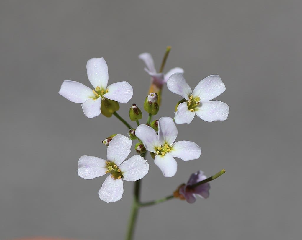 Image: Arabidopsis halleri flower