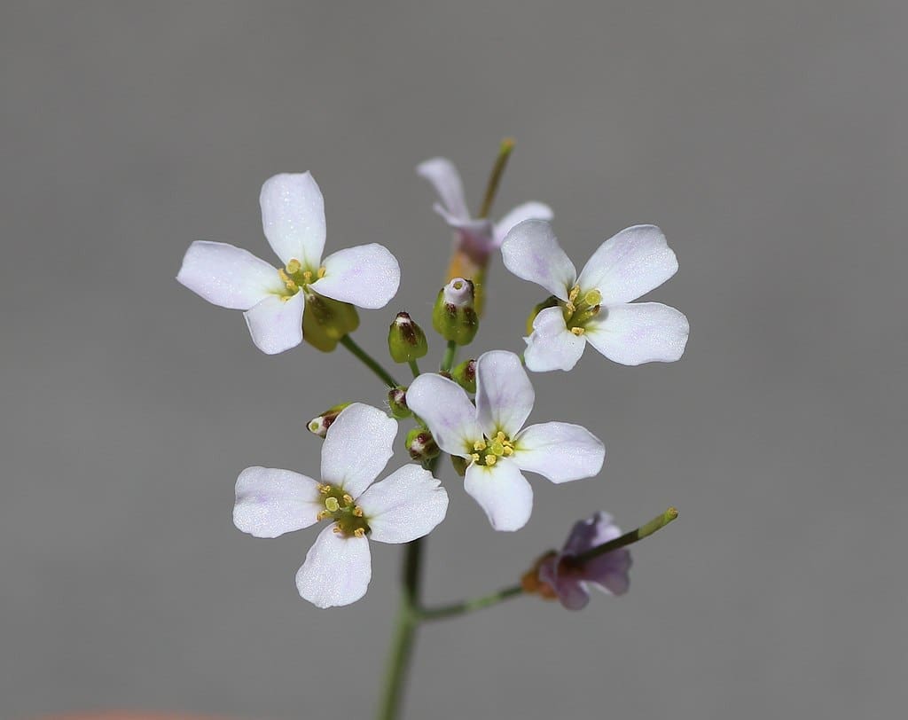 New field experiments uncover how plant clocks adapt to natural environments