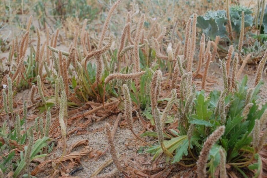 Image: Buck's horn plantain (Plantago coronopus)