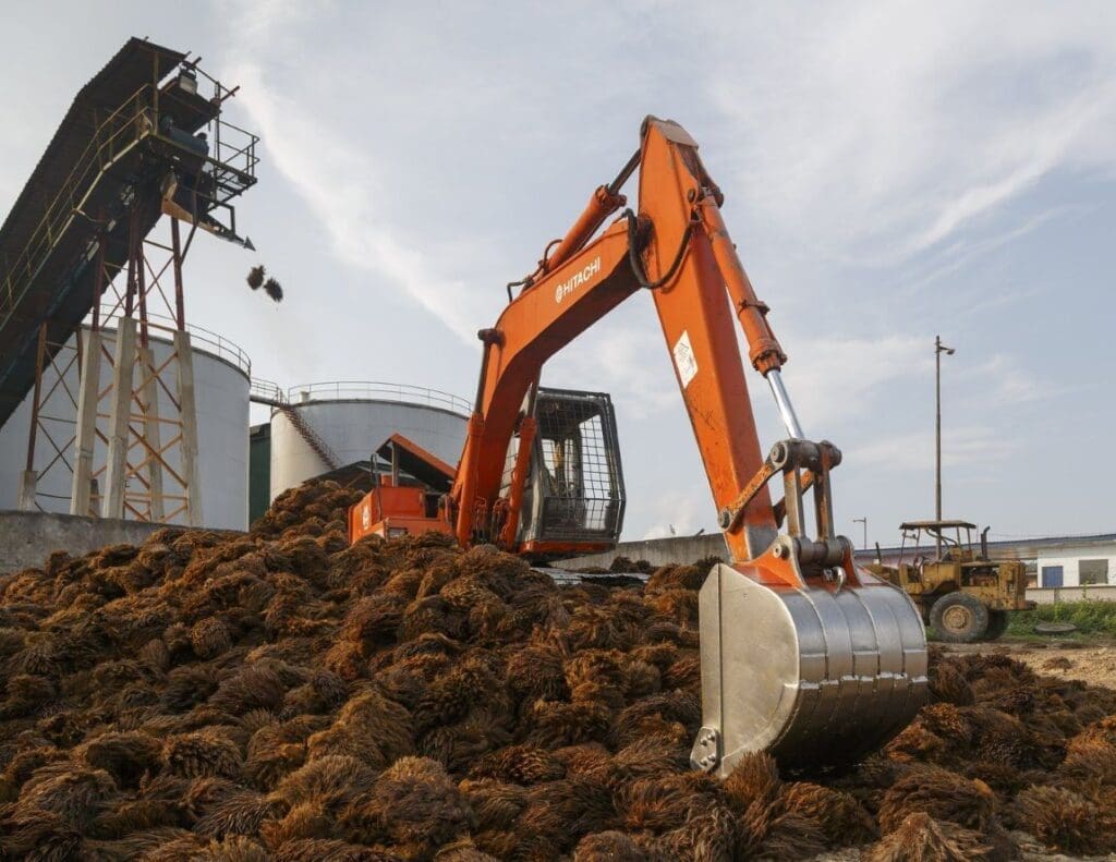 Palm oil: from environmental villain to climate hero CEphoto uwe arans wiki res