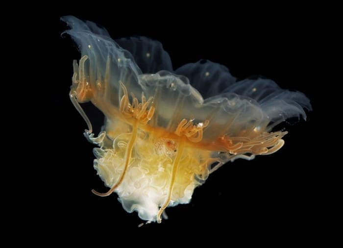 Cynaea capillata JoanJ.SotoAngel20220817 res