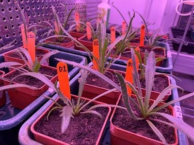 Image: effects of plastic pollution and seawater flooding; plants in lab horn plantain