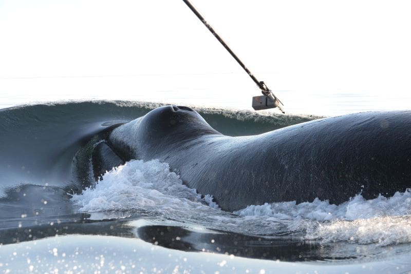 Long-distance relationship revealed in the seemingly random behavior of bowhead whales P2417 Fig1 Mads PHJ res
