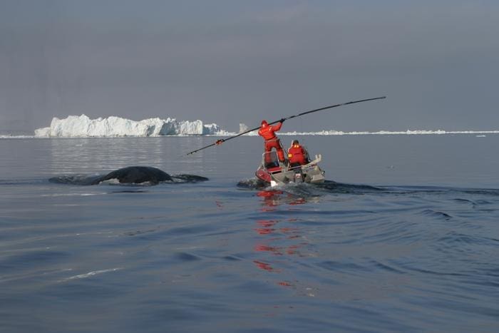Long-distance relationship revealed in the seemingly random behavior of bowhead whales P2417 Fig2