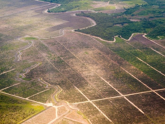 Palm Oil plantation BorneoMalaysia Credit Edgarvonk CC BY NC SA res