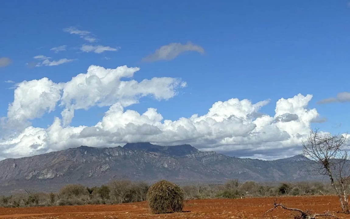 Forest loss intensifies climate change by increasing temperatures and cloud level