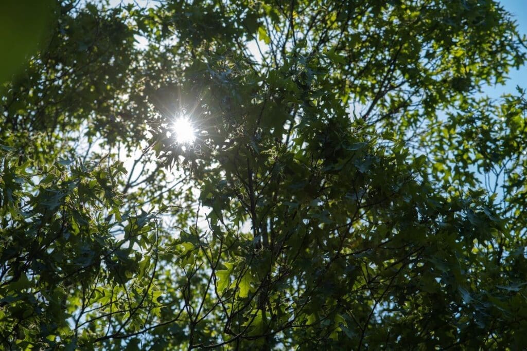 Money trees: researchers looking at local benefits from climate fighting ability in Appalachian forests Forest. In Central Appalachia, programs that manage forested lands to enhance the carbon-storing capabilities of trees and soil are paying dividends for large corporate landowners but leaving small landholders out, according to WVU research. Biologist Steven Kannenberg is working to ensure local communities benefit from the carbon credits their forests generate