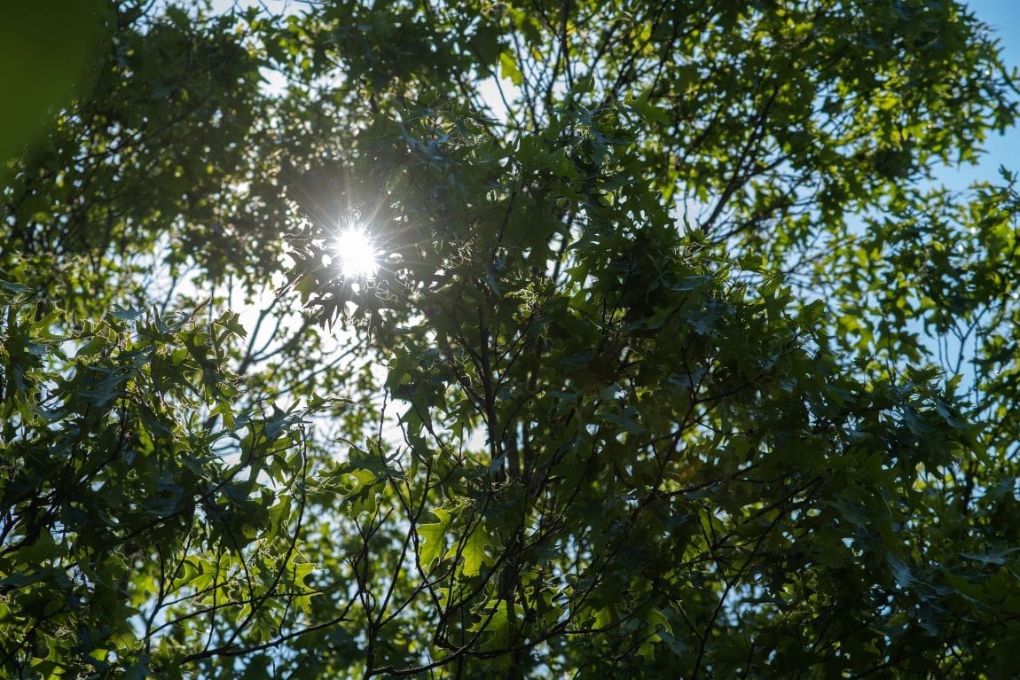 Money trees: researchers looking at local benefits from climate fighting ability in Appalachian forests