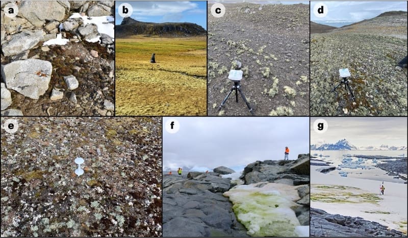 Image: Examples of Antarctic vegetation (s. survey of plant life)