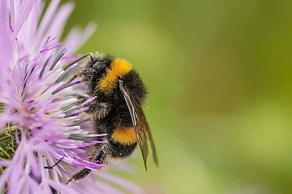 Bee on a purple flower
