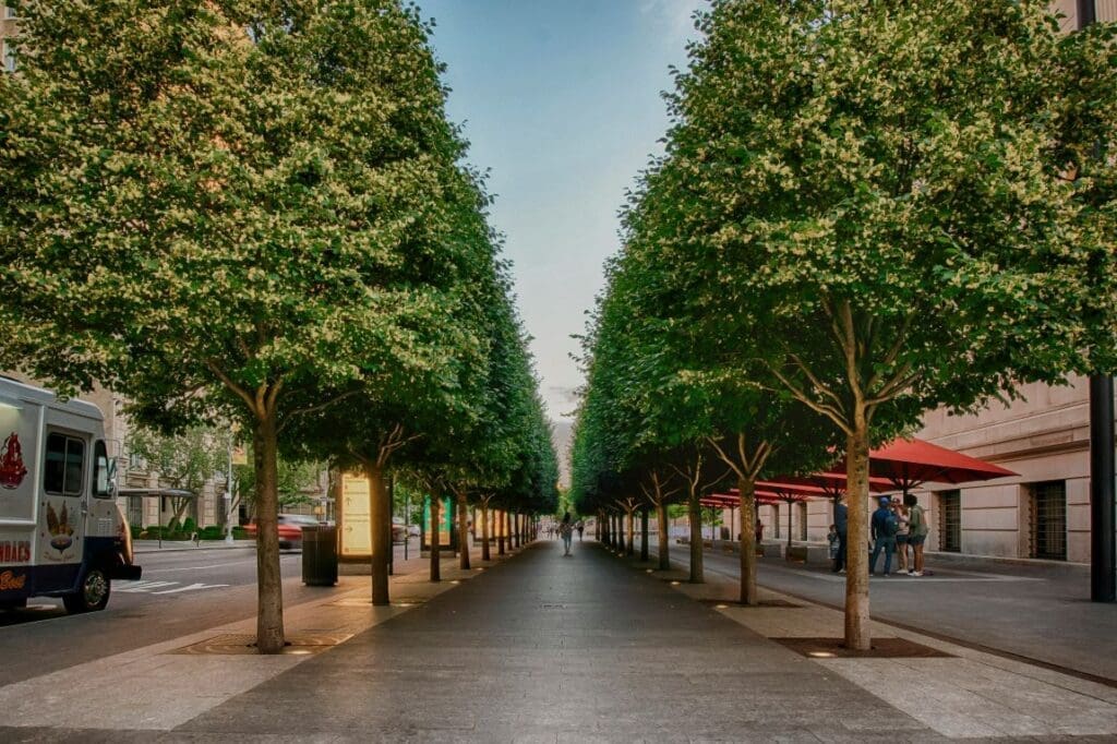 Urban trees suffer more from heat and drought than rural trees, study finds Image: green trees on gray concrete pathway during daytime