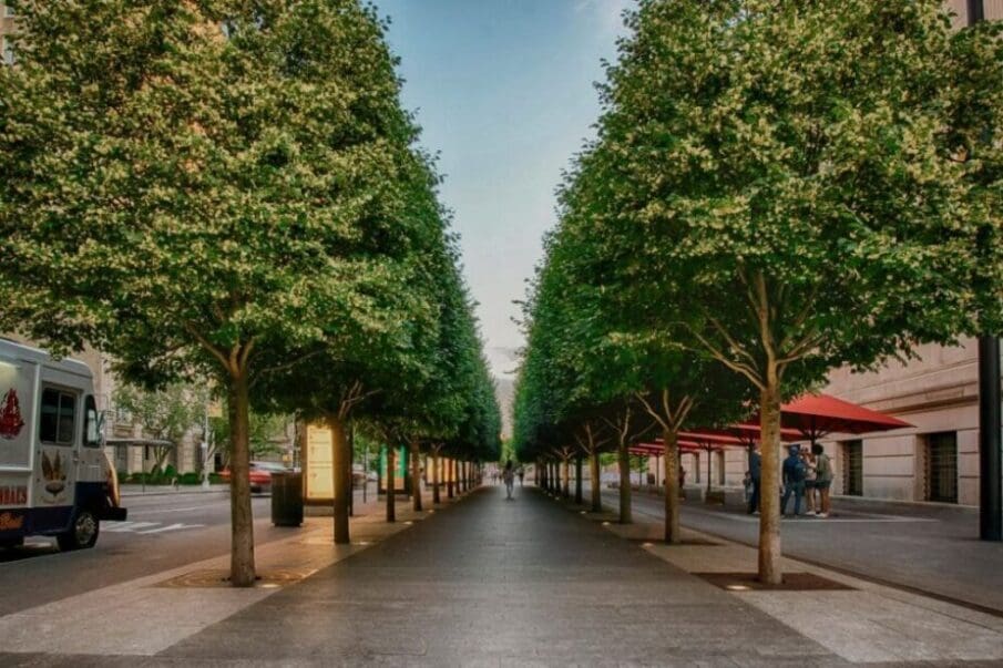 Image: green trees on gray concrete pathway during daytime